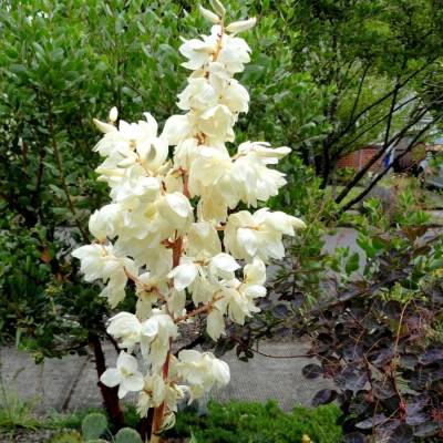 Юкка Колор Гуард - Dolinasad.by