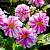 Георгина Принцесс Пинк - Dolinasad.by
