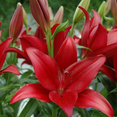 Лилия Динамикс - Dolinasad.by