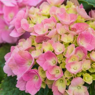 Гортензия крупнолистная Свит Липс, С2 - Dolinasad.by