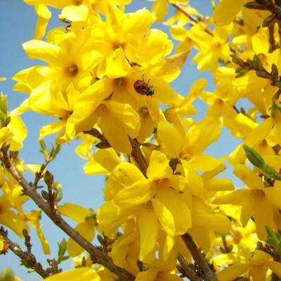 Форзиция промежуточная Уикенд, С3 - Dolinasad.by