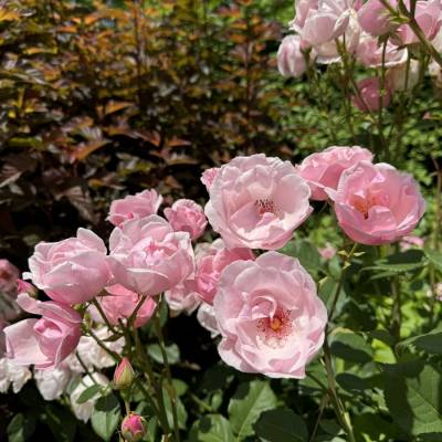 Роза Пинк пилар - Dolinasad.by