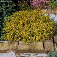 Кипарисовик горохоплодный Филифера Ауреа - Dolinasad.by