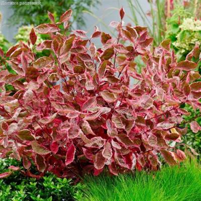 Дерен белый Миракл, С3 - Dolinasad.by