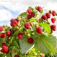 Малина Зева Хебстерн/Ремонтантная фото