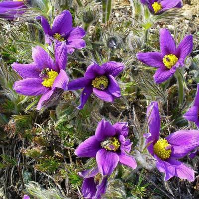 Прострел обыкновенный Розеа - Dolinasad.by