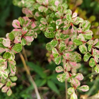 Барбарис Тунберга Келлерис, С2 - Dolinasad.by