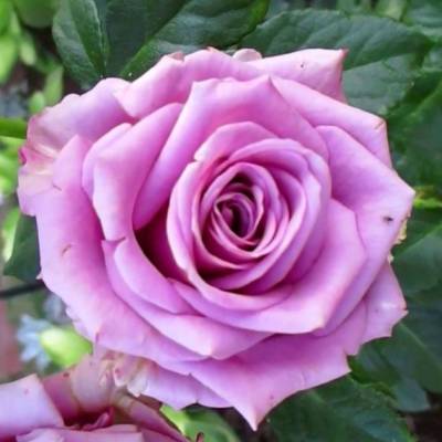 Роза Кул Вотэ в горшке - Dolinasad.by