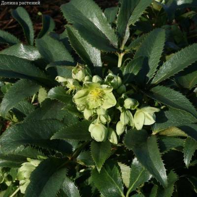 Морозник Грин Дварф Морозник Грин Дварф - Dolinasad.by