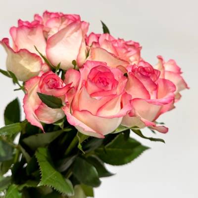 Роза Джумилия в горшке - Dolinasad.by