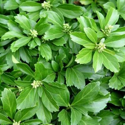 Пахизандра верхушечная Грин Карпет, С3 - Dolinasad.by