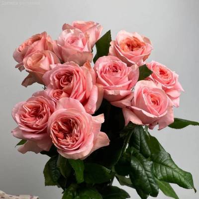 Роза Лондон Ай в горшке - Dolinasad.by