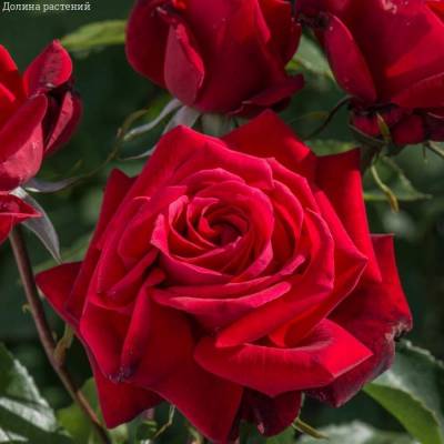 Роза Руби Вединг - Dolinasad.by