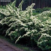 Спирея ниппонская Сноумаунд, С3 - Dolinasad.by