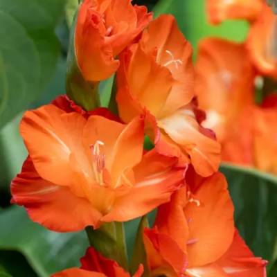 Гладиолус Сторми - Dolinasad.by