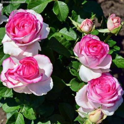 Роза Дольче Вита в горшке - Dolinasad.by