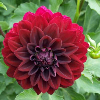 Георгина Вуду - Dolinasad.by