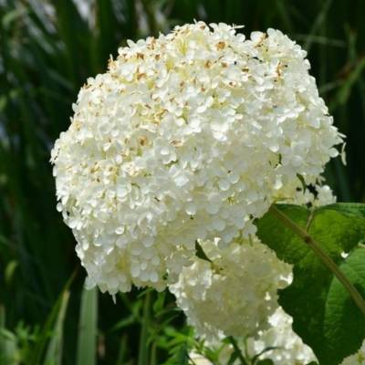 Гортензия древовидная Баунти - Dolinasad.by