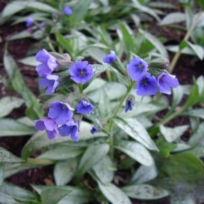 Медуница Самурай - Dolinasad.by