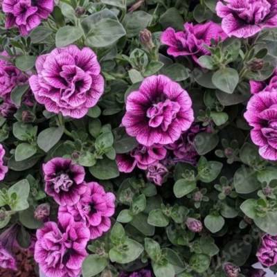 Петуния Свитсаншайн Компат Хот Пинк Вейнс - Dolinasad.by