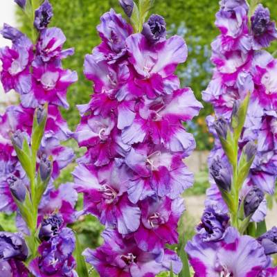 Гладиолус Фиолетовое искусство - Dolinasad.by