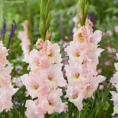 Гладиолус Розовая молния - Dolinasad.by