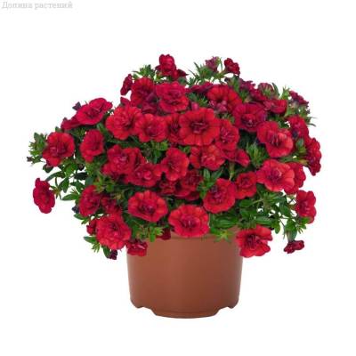 Калибрахоа Алоха Дабл Черри Ред - Dolinasad.by