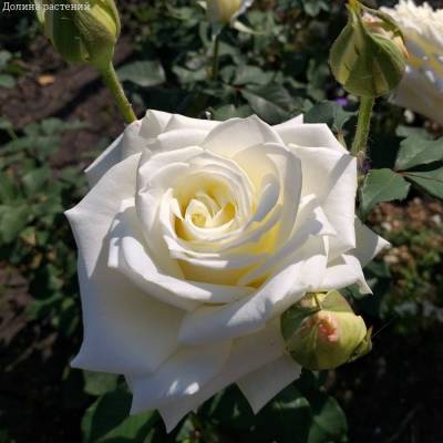 Роза Прауд - Dolinasad.by