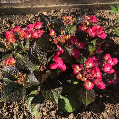 Гортензия крупнолистная Дарк Энджел - Dolinasad.by