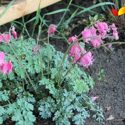 Дицентра формоза Адриан Блум Дицентра формоза Адриан Блум - Dolinasad.by