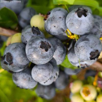 Голубика Чандлер - Dolinasad.by