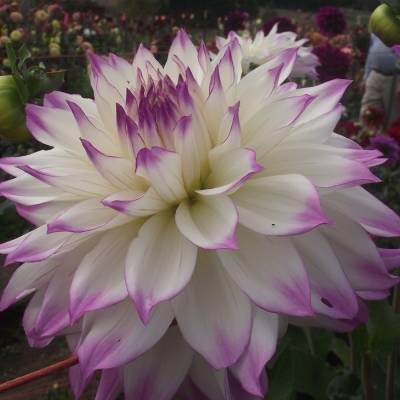 Георгина Фернклифф Иллюжн - Dolinasad.by