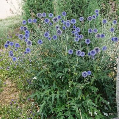 Мордовник обыкновенный - Dolinasad.by