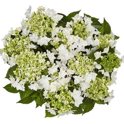 Гортензия крупнолистная Финия, С2 - Dolinasad.by