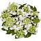 Гортензия крупнолистная Финия, С2 - Dolinasad.by
