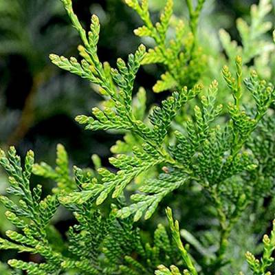 Туя складчатая Атровиренс, С3 - Dolinasad.by