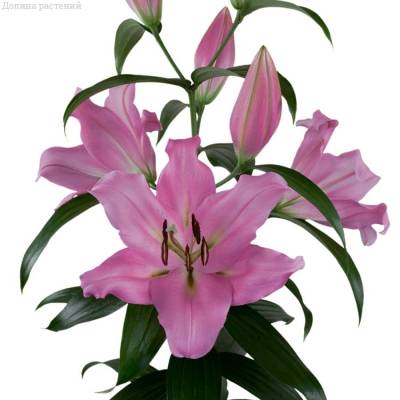 Лилия Белламонте Лилия Белламонте - Dolinasad.by