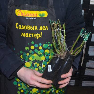 Роза Помпонелла в горшке - Dolinasad.by