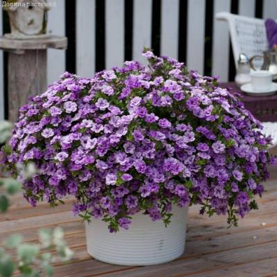 Калибрахоа Алоха Дабл Лавендер - Dolinasad.by