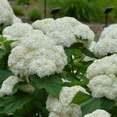 Гортензия древовидная Баунти, С2 - Dolinasad.by