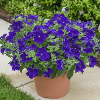 Петуния Оватион Блю Вельвет - Dolinasad.by