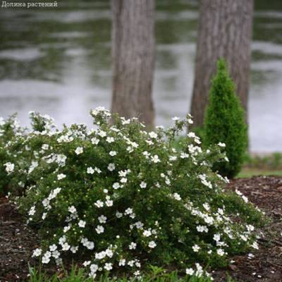 Лапчатка кустарниковая Aбботсвуд, С1,5 - Dolinasad.by