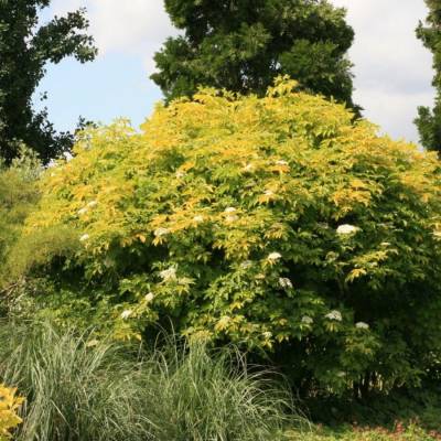 Бузина чёрная Ауреа, С3 Бузина чёрная Ауреа, С3 - Dolinasad.by