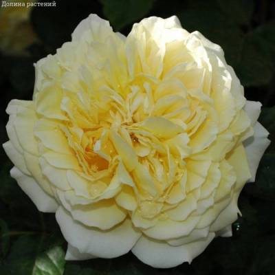 Роза Жоэль Маруани - Dolinasad.by