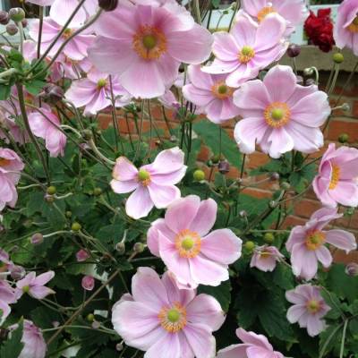 Анемона гибридная Макс Вогель - Dolinasad.by