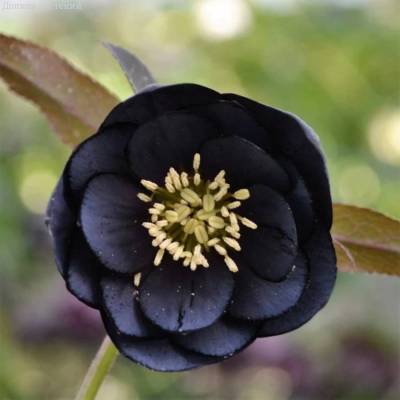 Морозник Дабл Блэк - Dolinasad.by