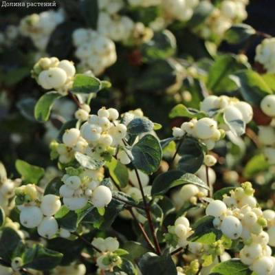 Снежноягодник  Доренбоза  Вайт Хедж, С2 - Dolinasad.by