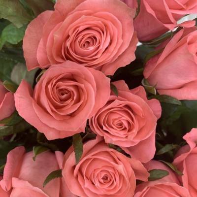 Роза Анна Каренина Роза Анна Каренина - Dolinasad.by