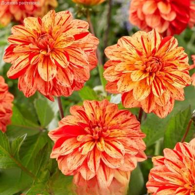 Георгина Пазолини - Dolinasad.by