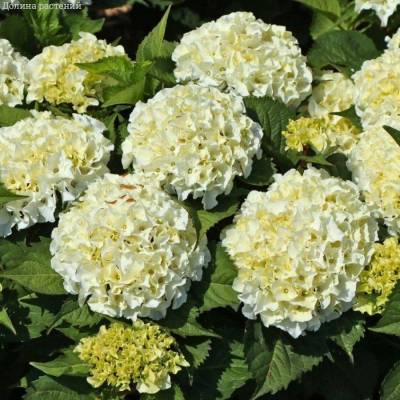 Гортензия крупнолистная Айс Бой, С2 - Dolinasad.by